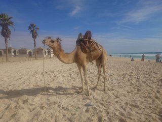 Kamel